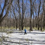 2019年2月中旬　日光 戦場ヶ原（クロスカ…